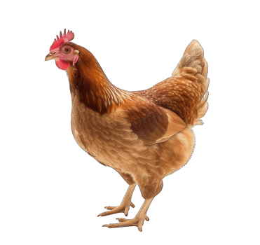Collection of . Hen, isolated on a transparency background. png