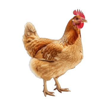 Collection of . Hen, isolated on a transparency background. png