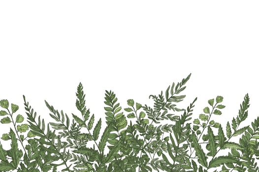 Horizontal background with beautiful ferns, wild herbs or green herbaceous plants growing at bottom edge on white background. Herbal backdrop or border. Beautiful realistic illustration vector