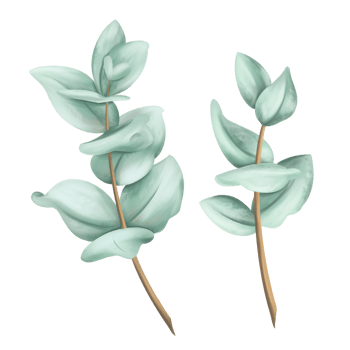 Two branches of a eucalyptus tree soft green color to create organic seasonal cozy decor. Sustainable celebration of natural recyclable material, plastic free concept. Isolated illustration png