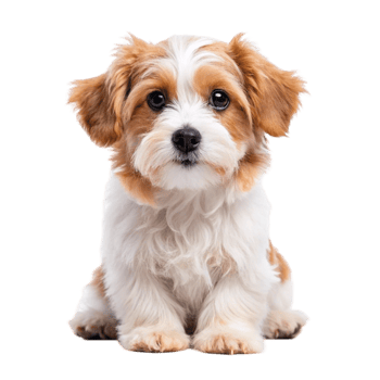 Sweet Little Dog Sitting on Transparent Background png