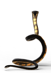 3d Illustration of The Majestic Cobra Elegance and Danger isolate background png