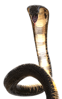 A Close-Up of The Majestic Cobra Elegance and Danger, Attack Pose. png