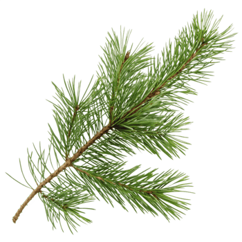 Natures Fresh Pine Needle Arrangement png