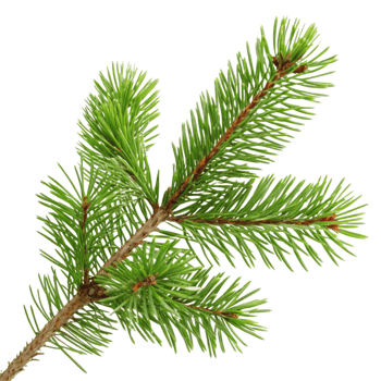 Vibrant Green Pine Branch Display png