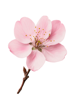 Beautiful pink cherry blossom flower with delicate petals and vibrant details png