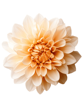 beautiful dahlia flower with soft peach petals radiates elegance and charm png