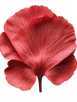 vibrant red flower with intricate petal details showcases natural beauty png