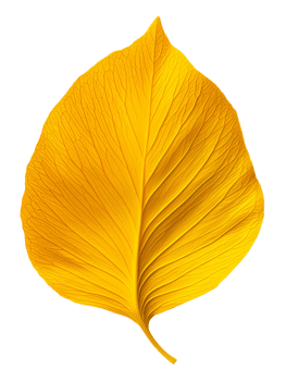 vibrant yellow leaf showcasing intricate veins and texture png
