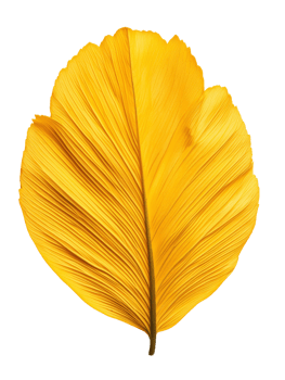 Vibrant yellow leaf showcasing intricate textures and natural beauty png