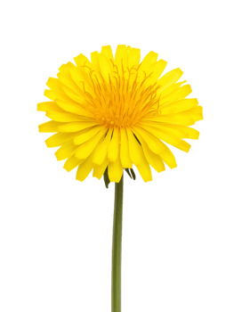 Bright yellow dandelion flower with long green stem, symbolizing natures beauty png