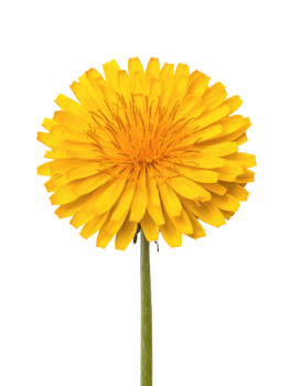 Bright yellow dandelion flower with long green stem, showcasing its vibrant petals png