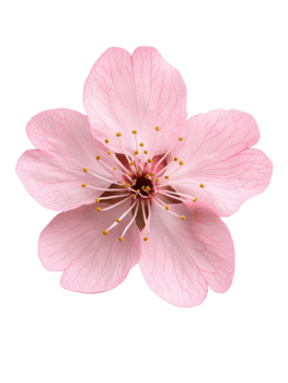Delicate pink cherry blossom flower with intricate petals and stamens png