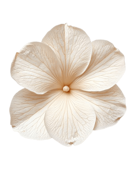 Delicate flower with intricate veins and soft petals, perfect for design png