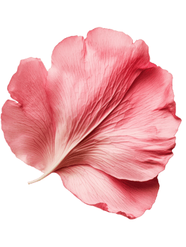 delicate pink flower petal with intricate veining and soft texture png