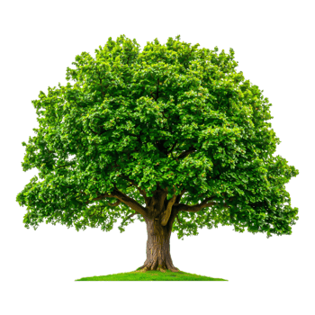 Lush Green Tree with Abundant Foliage in Natural Setting png