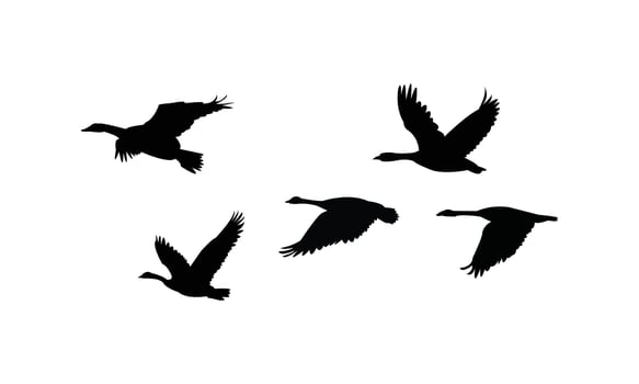 Flying Goose Birds Black Silhouette Design And Illustration. vector