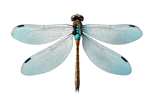 Dragonfly with detailed veined wings on transparent background png