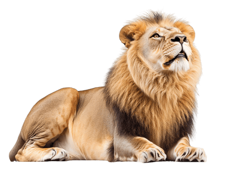 Majestic male lion lying down on transparent background png