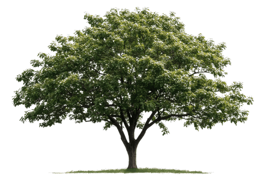 Green deciduous tree on transparent background png