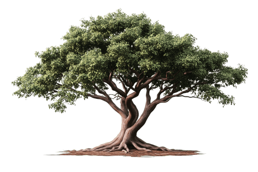 Majestic green tree with twisted trunk on transparent background png