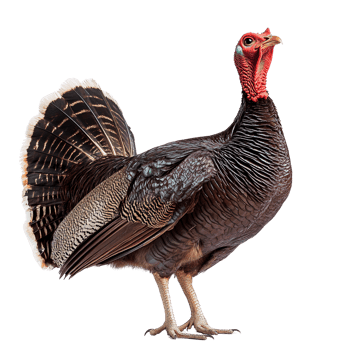 Wild turkey bird isolated on transparent background png