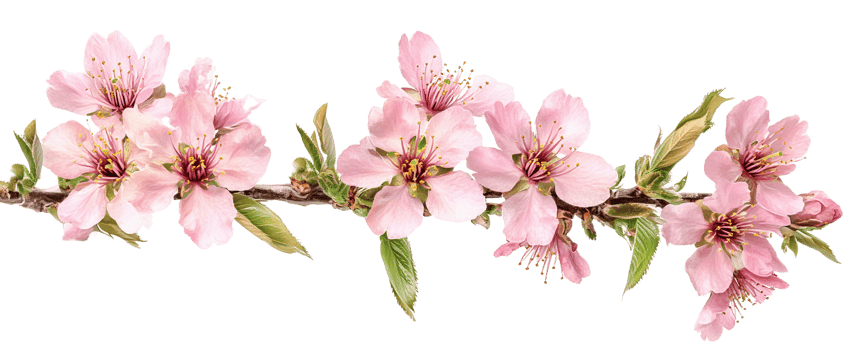 Flowering Almond Branch with Pink Blooms on Transparent Background png