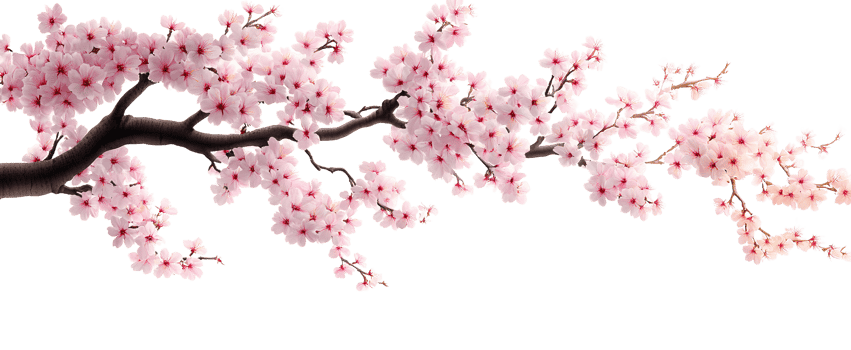Pink cherry blossom branch on transparent background png