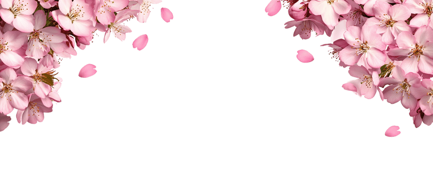 Pink cherry blossoms on Transparent Background png