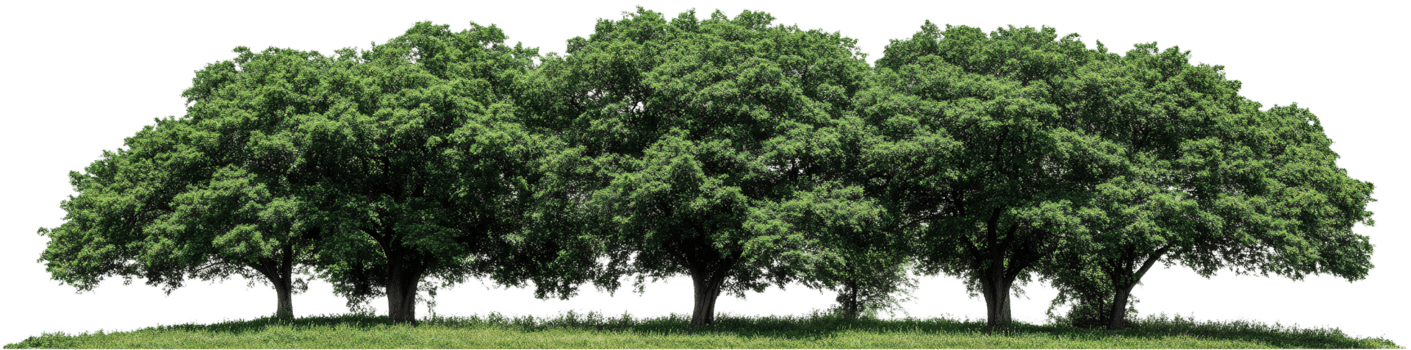 Beautiful Row of Fresh Green Trees on Transparent Background png