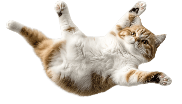 Fluffy tabby cat on transparent background png
