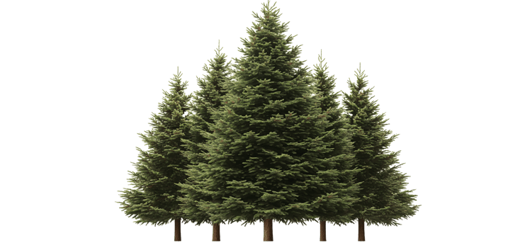 Green fir trees on transparent background png