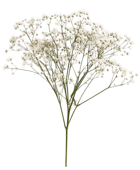 Soft and Airy Baby's Breath Flowers on Transparent Background png