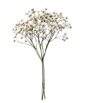 Elegant White Gypsophila Flowers on Transparent Background png