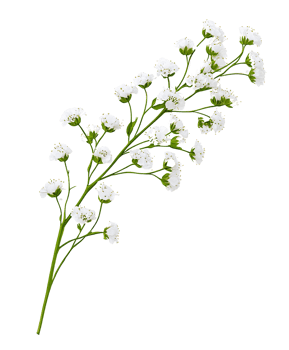 White baby's breath flowers branch on transparent background png