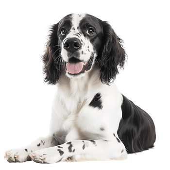 Playful Spotted Cocker Spaniel Standing with Cute Expression on transparent background png