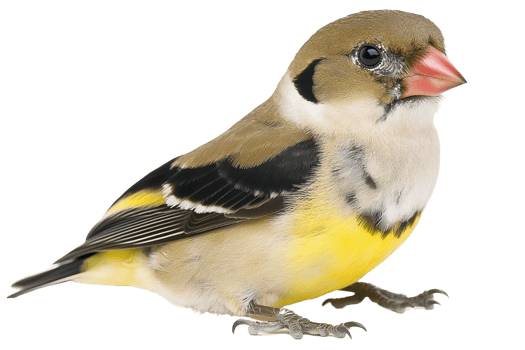 Small bird with yellow breast, isolated on transparent background png