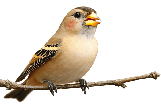 Pale brown bird on branch on transparent background png