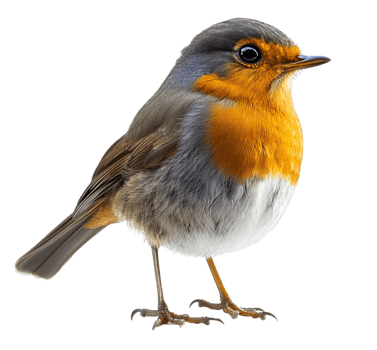 Beautiful European Robin Songbird with Bright Plumage png
