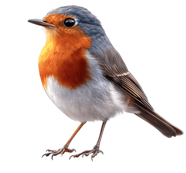 European robin bird illustration on transparent background png