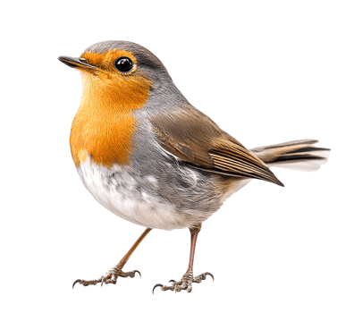 Charming European Robin with Bright Red Breast png