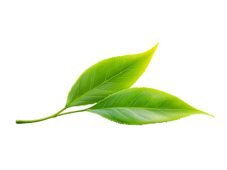 Green tea leaves on transparent background png