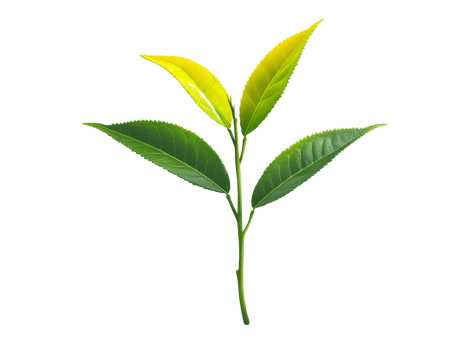Green tea leaves sprig on transparent background png