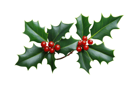 Holly berries and leaves on transparent background png