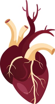 Anatomical Human Heart Illustration for Medical and Educational Use vector