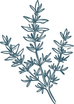 Herbal Plant Illustration Sage Rosemary Botanical Drawing vector