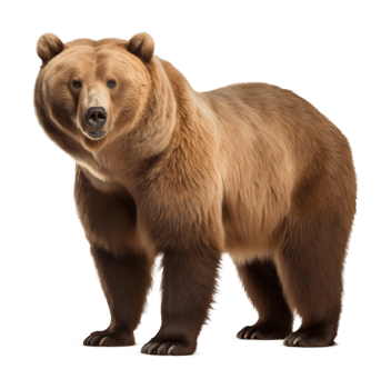 Bear Isolated on Transparent Background png
