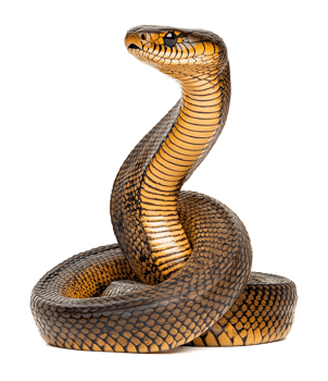 Snake Isolated on Transparent Background png