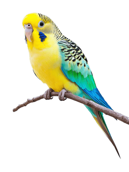 Parakeet Isolated on Transparent Background png