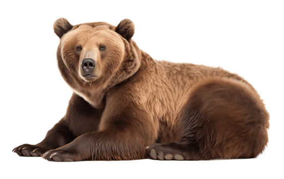 Bear Resting Isolated on Transparent Background png